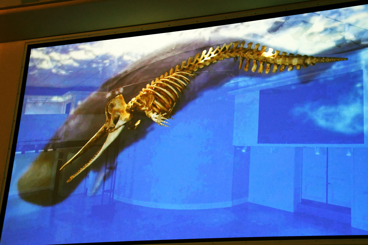 108 The film shows the whale skeleton in relation to the shape of the whale..jpg